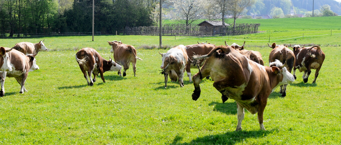 Eine Herde von glücklichen Kühen tollt auf einer grünen Wiese