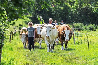 Kuhtrieb im Sommer