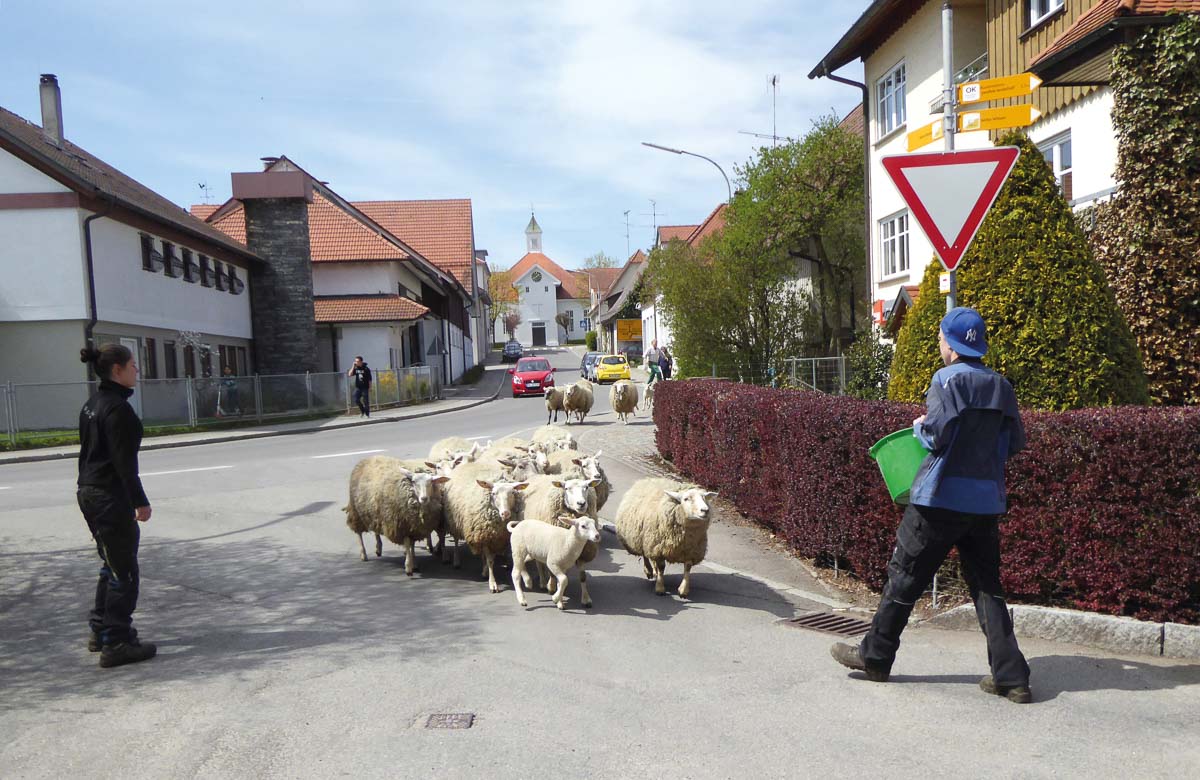 Die Tiere brauchen auch in der Corona-Zeit praktische Hilfe.
